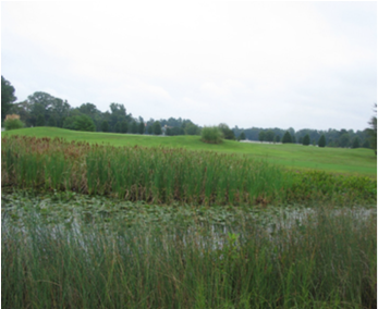 Figure 10. A more natural wetland look, away from playing areas.